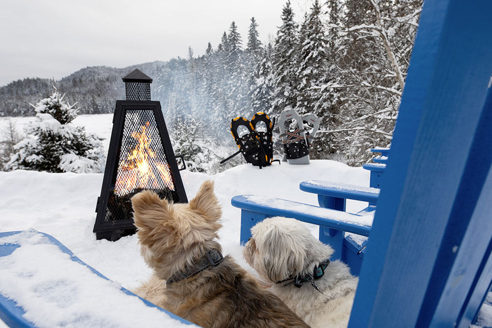 Chalets à louer avec chien
